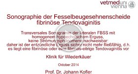 8 Sonographie fibrinoese Entzuendung der FBSS
